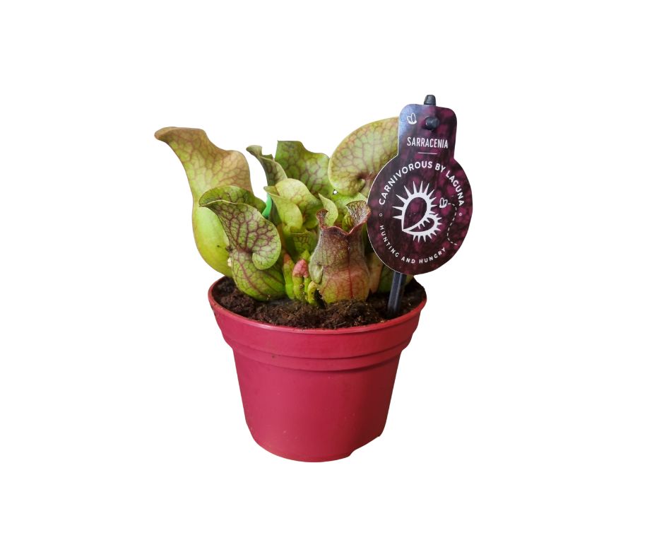 Noblewood Garden Store