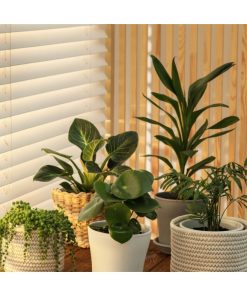 Indoor Plants