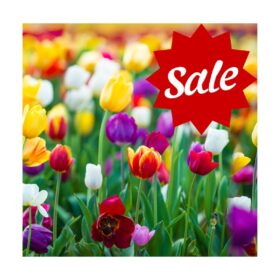 Bulbs,Plants & Shrubs