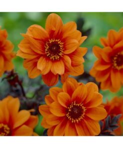 Dahlia Bishop of Oxford