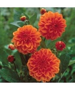 Dahlia Orange Nugget