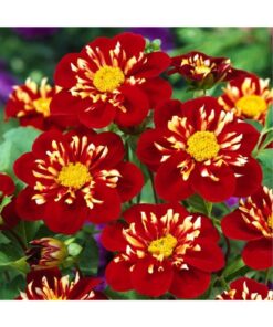 Dahlia Impression Festive