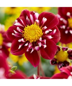 Dahlia Impression Fantastico