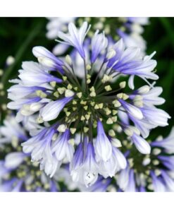 Agapanthus "Twister"