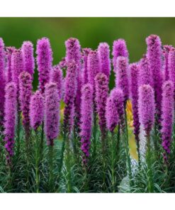 Liatris "spicata purple"