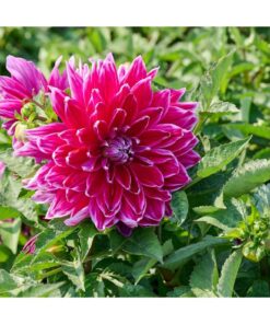 Dahlia Mero Star