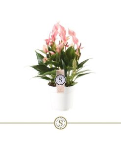 Anthurium and. "Lilli"