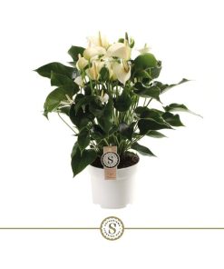 Anthurium and. "White Champion"