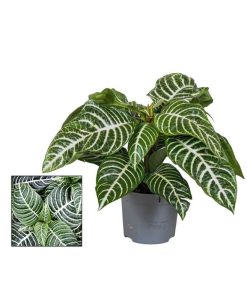 Aphelandra squarrosa