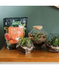 Alternative view of Westland Cacti & Succulent Mix