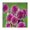 Allium Sphaer. Drumsticks