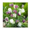 Fritillarias Meleagris Mixed