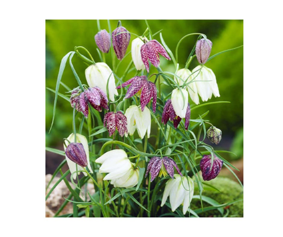 Fritillarias Meleagris Mixed