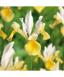 Iris 'Symphony'