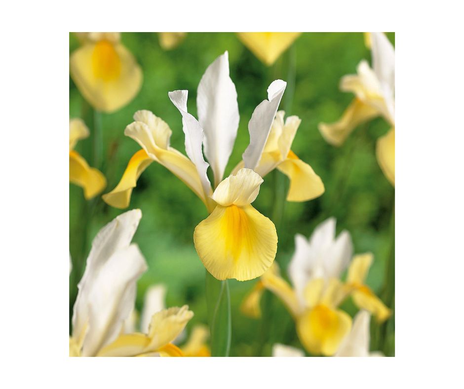 Iris 'Symphony'