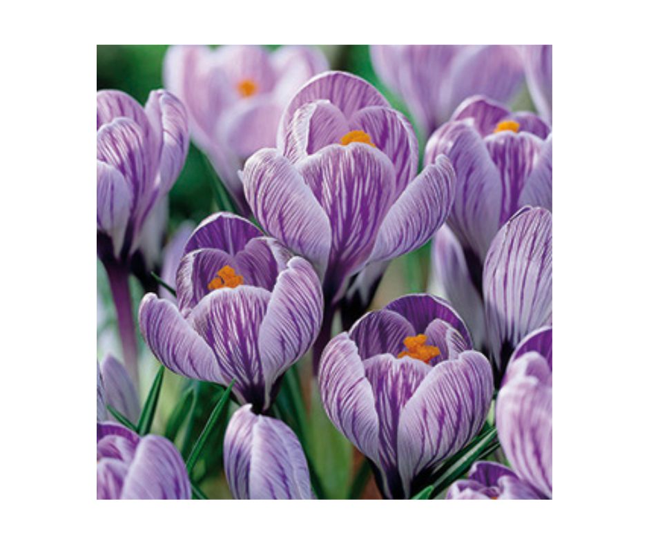 Crocus 'Pickwick'