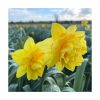 Daffodil 'Hollands Chase'