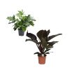 Philodendron