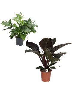 Philodendron